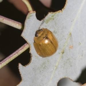 Paropsisterna cloelia at Scullin, ACT - 14 Feb 2023