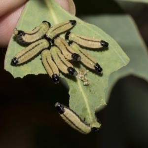 Paropsisterna cloelia at Scullin, ACT - 14 Feb 2023