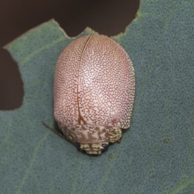 Paropsis atomaria (Eucalyptus leaf beetle) at Fraser, ACT - 14 Feb 2023 by AlisonMilton