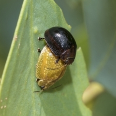 Paropsisterna cloelia (Eucalyptus variegated beetle) at Fraser, ACT - 14 Feb 2023 by AlisonMilton