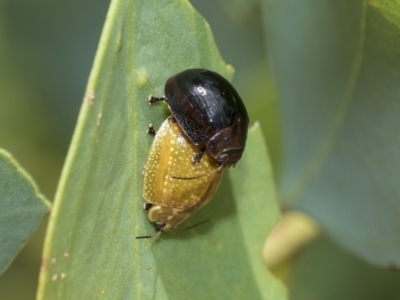 Paropsisterna cloelia (Eucalyptus variegated beetle) at Fraser, ACT - 14 Feb 2023 by AlisonMilton