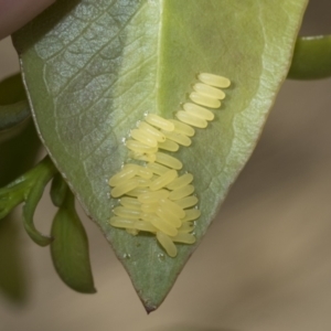 Paropsisterna cloelia at Fraser, ACT - 14 Feb 2023 11:04 AM