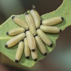 Paropsisterna cloelia at Fraser, ACT - 14 Feb 2023 11:04 AM