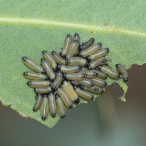 Paropsisterna cloelia at Fraser, ACT - 14 Feb 2023 11:04 AM