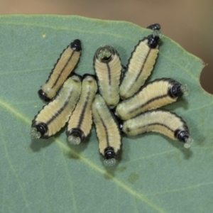 Paropsisterna cloelia at Fraser, ACT - 14 Feb 2023 11:04 AM