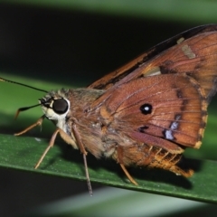 Unidentified Skipper (Hesperiidae) at Capalaba, QLD - 5 Oct 2023 by TimL
