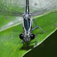 Austroargiolestes icteromelas (Common Flatwing) at Capalaba, QLD - 5 Oct 2023 by TimL