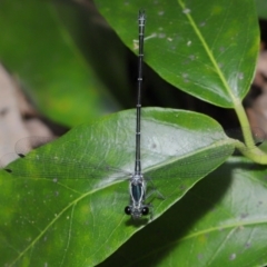 Austroargiolestes icteromelas at Capalaba, QLD - 5 Oct 2023 12:27 PM