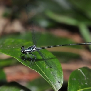 Austroargiolestes icteromelas at Capalaba, QLD - 5 Oct 2023