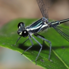 Austroargiolestes icteromelas at Capalaba, QLD - 5 Oct 2023 12:27 PM