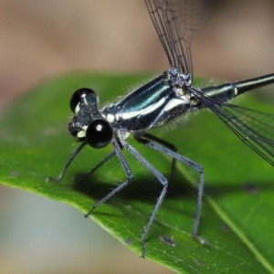 Austroargiolestes icteromelas at Capalaba, QLD - 5 Oct 2023