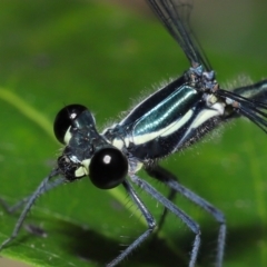 Austroargiolestes icteromelas at Capalaba, QLD - 5 Oct 2023