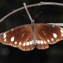 Euploea corinna at Capalaba, QLD - 5 Oct 2023 by TimL