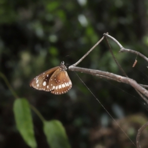 Euploea corinna at Capalaba, QLD - 5 Oct 2023 11:53 AM