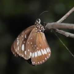 Euploea corinna at Capalaba, QLD - 5 Oct 2023 11:53 AM