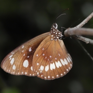 Euploea corinna at Capalaba, QLD - 5 Oct 2023 11:53 AM