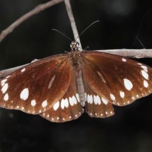 Euploea corinna at Capalaba, QLD - 5 Oct 2023 11:53 AM