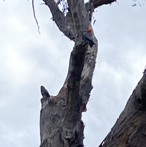 Callocephalon fimbriatum at Aranda, ACT - suppressed