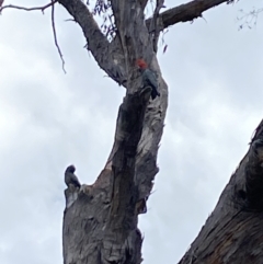 Callocephalon fimbriatum at Aranda, ACT - 26 Sep 2023