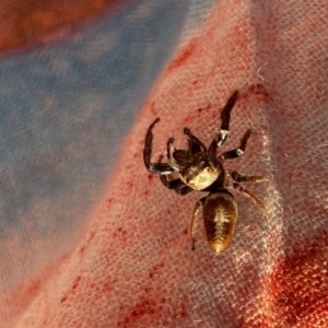 Opisthoncus nigrofemoratus at Aranda, ACT - 1 Oct 2023 06:13 PM