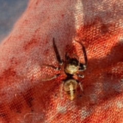 Opisthoncus nigrofemoratus at Aranda, ACT - 1 Oct 2023 06:13 PM