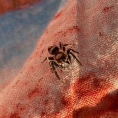 Opisthoncus nigrofemoratus at Aranda, ACT - 1 Oct 2023 06:13 PM