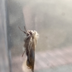 Unverified Moth (Lepidoptera) at Macquarie, ACT - 2 Oct 2023 by Jubeyjubes
