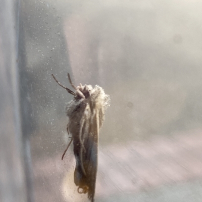 Unidentified Moth (Lepidoptera) at Macquarie, ACT - 1 Oct 2023 by Jubeyjubes