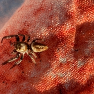 Opisthoncus nigrofemoratus (Black-thighed jumper) at Aranda, ACT - 1 Oct 2023 by Jubeyjubes