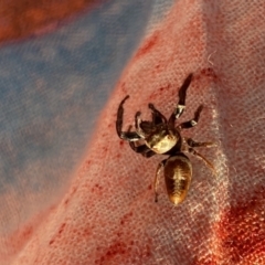 Opisthoncus nigrofemoratus at Aranda, ACT - 1 Oct 2023 06:14 PM