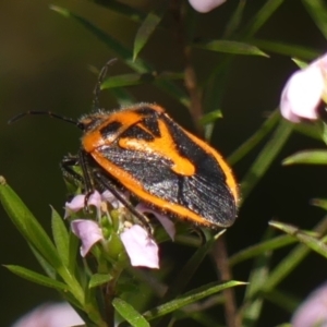 Agonoscelis rutila at Braemar, NSW - 25 Sep 2023