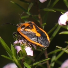 Agonoscelis rutila (Horehound bug) at Braemar - 25 Sep 2023 by Curiosity