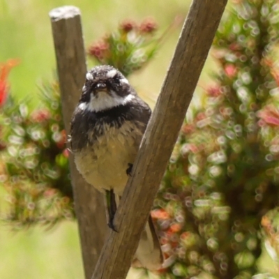 Rhipidura albiscapa (Grey Fantail) at Wingecarribee Local Government Area - 26 Sep 2023 by Curiosity