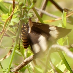 Nyctemera amicus at Braemar, NSW - 27 Sep 2023