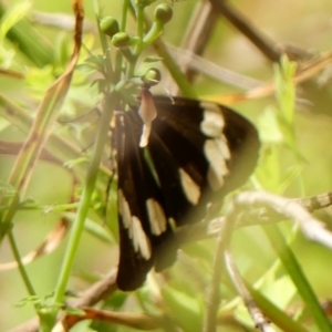 Nyctemera amicus at Braemar, NSW - 27 Sep 2023