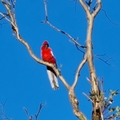 Platycercus elegans (Crimson Rosella) at O'Malley, ACT - 6 Oct 2023 by Mike