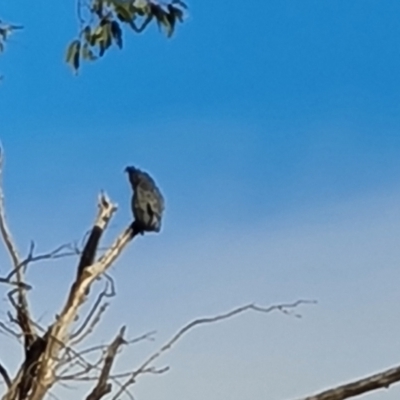 Callocephalon fimbriatum (Gang-gang Cockatoo) at O'Malley, ACT - 6 Oct 2023 by Mike