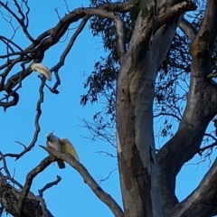 Cacatua galerita (Sulphur-crested Cockatoo) at Mount Mugga Mugga - 5 Oct 2023 by Mike