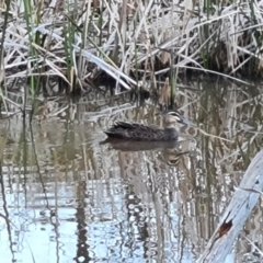 Anas superciliosa (Pacific Black Duck) at Mount Mugga Mugga - 5 Oct 2023 by Mike