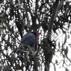 Callocephalon fimbriatum (Gang-gang Cockatoo) at Mount Mugga Mugga - 5 Oct 2023 by Mike