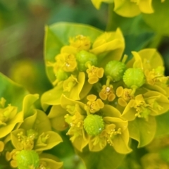 Euphorbia oblongata at Strathnairn, ACT - 5 Oct 2023