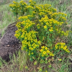 Euphorbia oblongata at Strathnairn, ACT - 5 Oct 2023