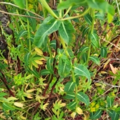 Euphorbia oblongata at Strathnairn, ACT - 5 Oct 2023 02:56 PM