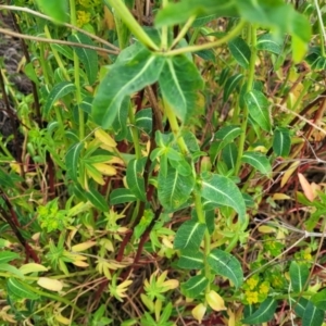 Euphorbia oblongata at Strathnairn, ACT - 5 Oct 2023