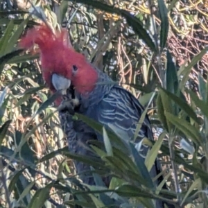 Callocephalon fimbriatum at Phillip, ACT - suppressed