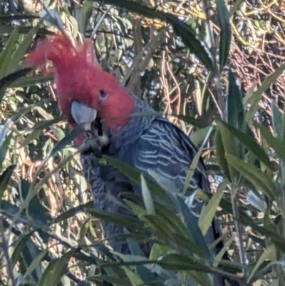 Callocephalon fimbriatum (Gang-gang Cockatoo) at Phillip, ACT - 6 Oct 2023 by stofbrew