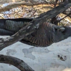 Callocephalon fimbriatum at Phillip, ACT - suppressed