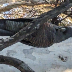 Callocephalon fimbriatum at Phillip, ACT - suppressed