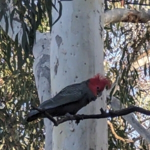 Callocephalon fimbriatum at Phillip, ACT - suppressed