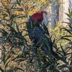 Callocephalon fimbriatum at Phillip, ACT - suppressed